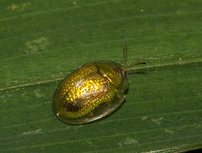Gold bars in chaotic storm symbolizing investment hedge